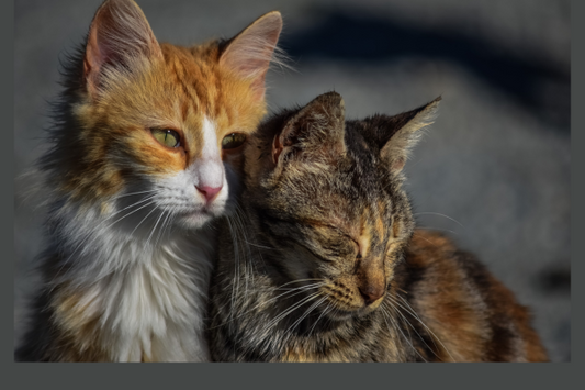 It all started with a Mamma Cat giving birth to three beautiful kittens!