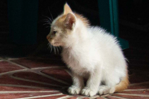 Cat image
