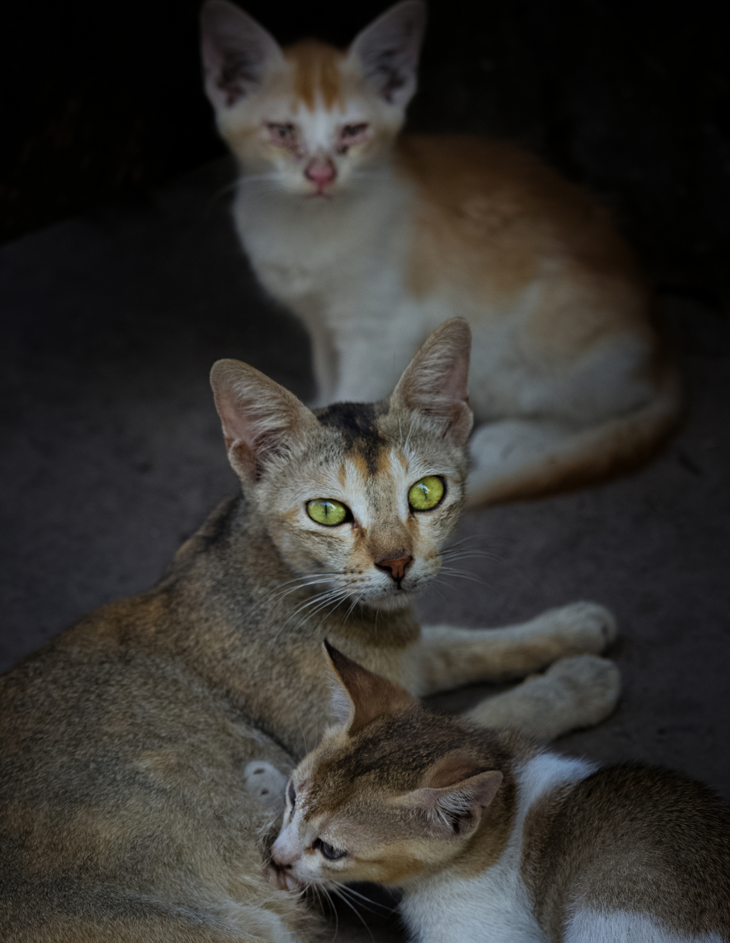 23, 24, 25 - Chio, Chelo, Melo: Morning Charmers