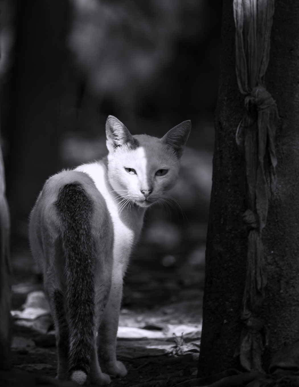 34 - Duonlumo: What A Cat-Titude!