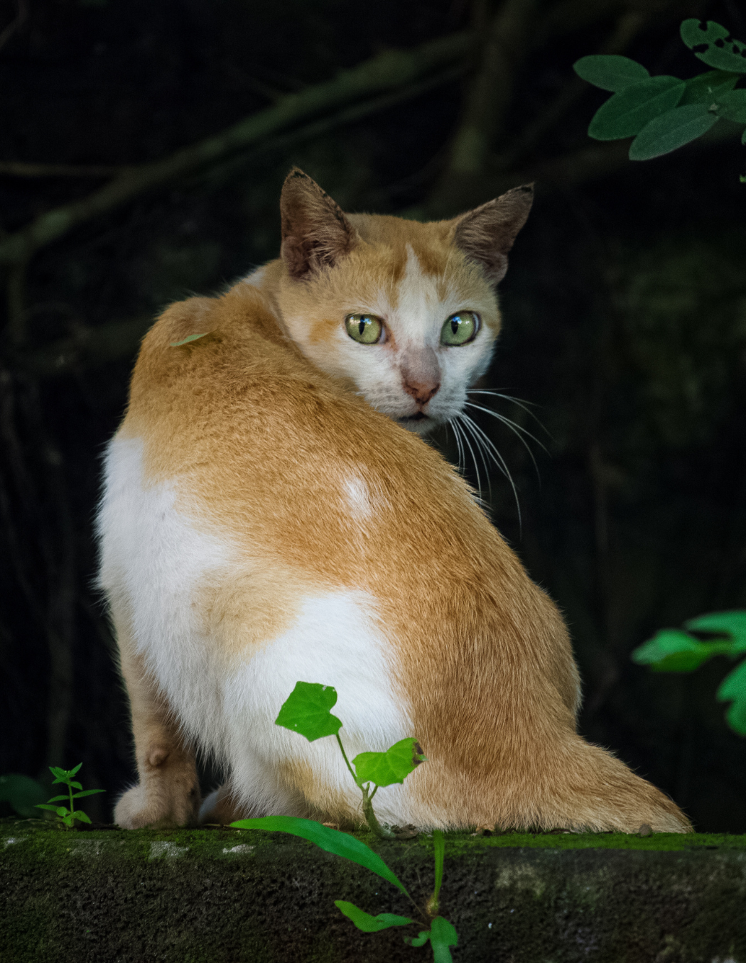 49 - Looker: She Spotted Me