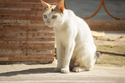 Cat image