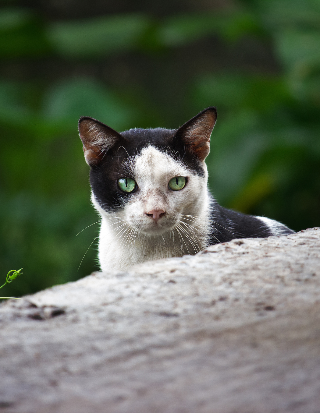 7 - Timu: The Cat Who Didn't Want To Be Photographed