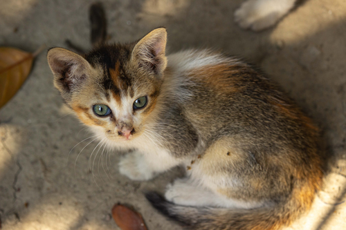 Cat image