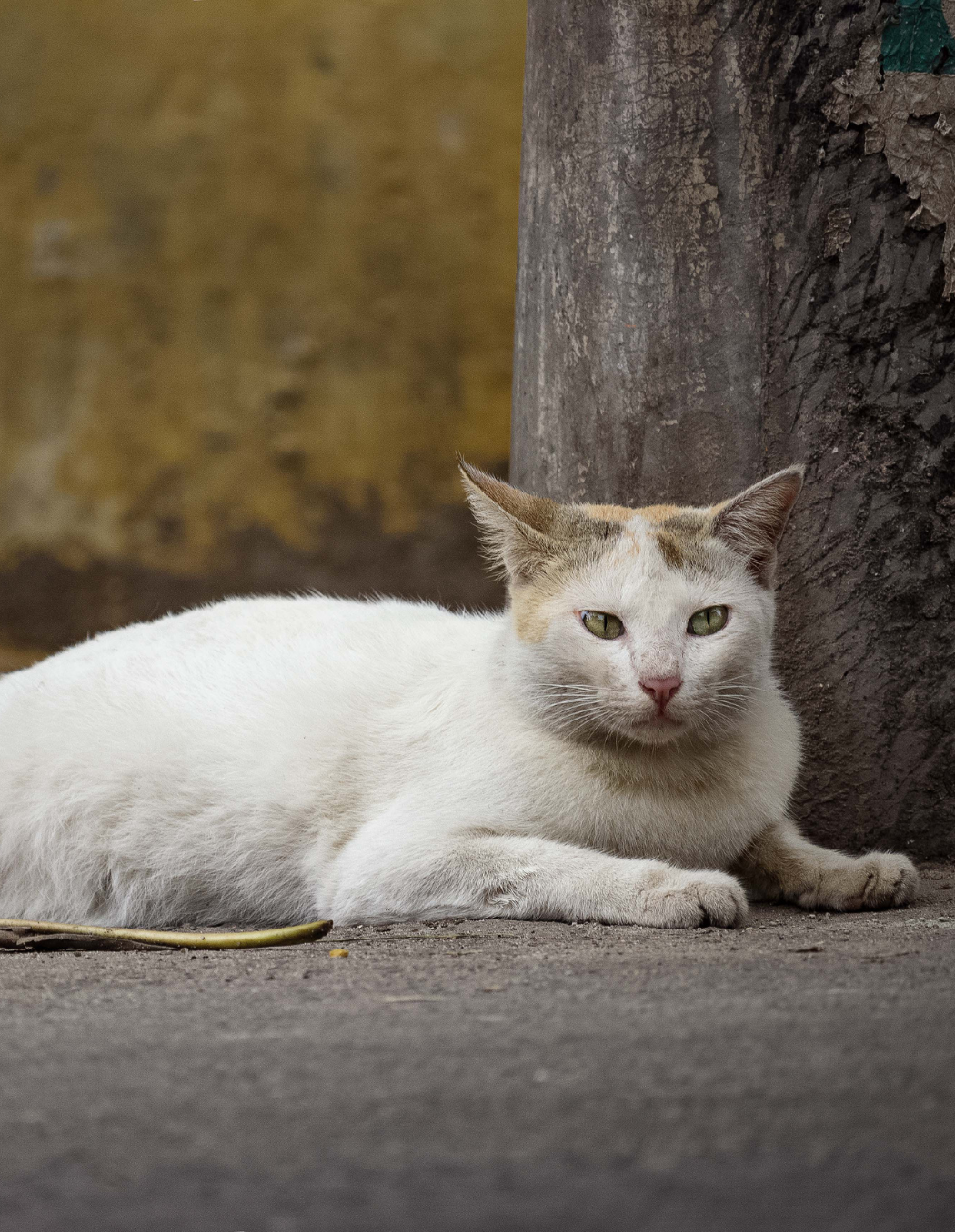 8 - Quincy: The Queen Of The Cats Queendom