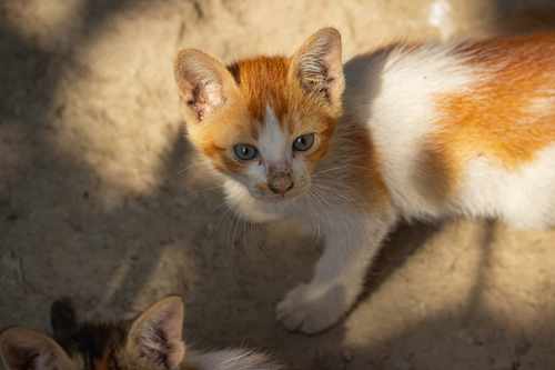 Cat image