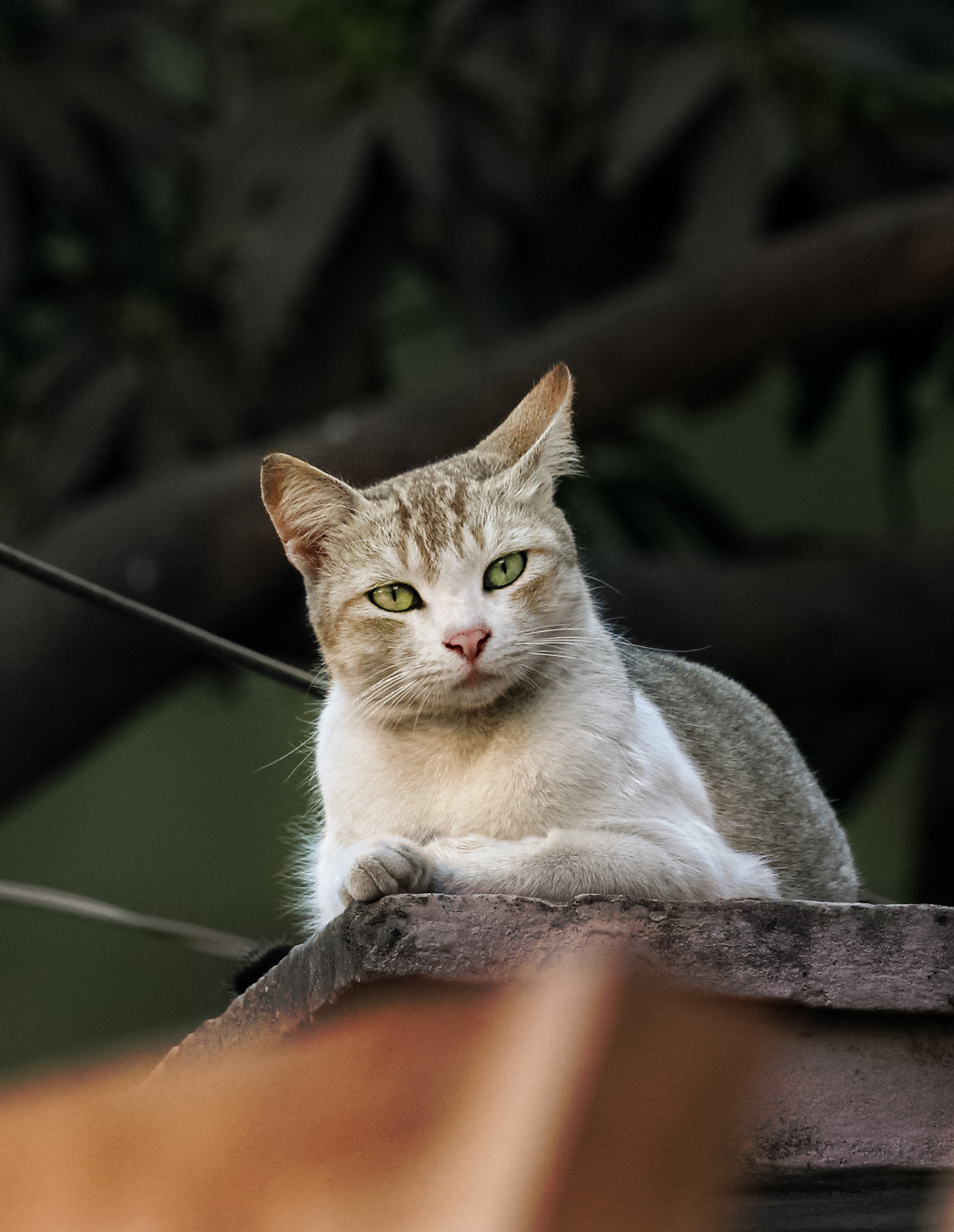 9 - Daneka: The Curious Cat