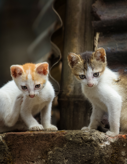 21, 22 - Tai, Tatai: The Two Of Very Few!