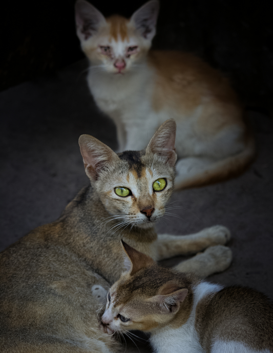 23, 24, 25 - Chio, Chelo, Melo: Morning Charmers