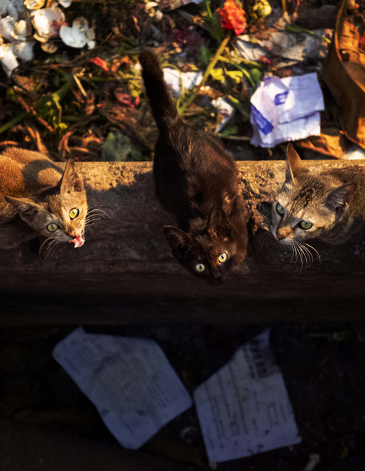 28, 29, 30 - Wol, Fiol, Vole: Lens Fell Short