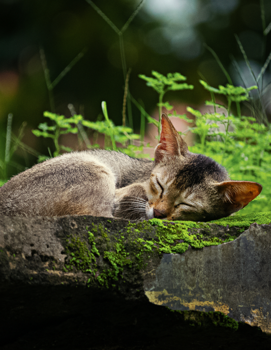 32 - Nim: Purr-fect Dream Or Cat-venture?
