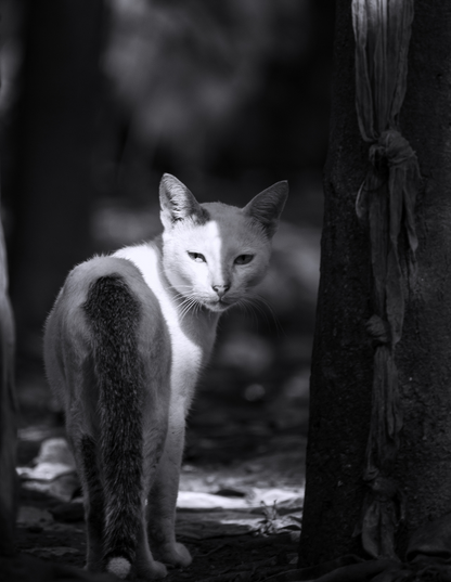 34 - Duonlumo: What A Cat-Titude!
