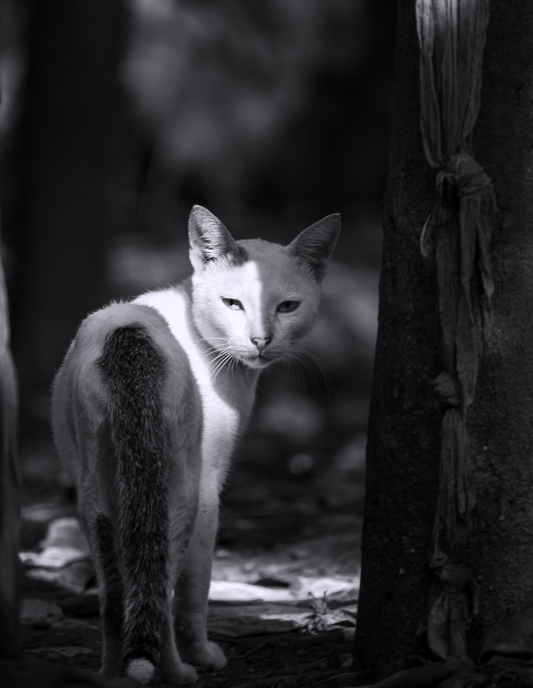 34 - Duonlumo: What A Cat-Titude!