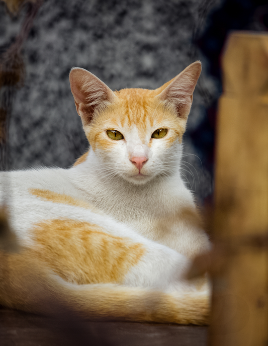 2 - Riro: Curiosity Gets The Cat Photographed