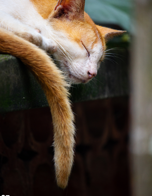 37 - Dormir: Sleep That Keeps Me Awake