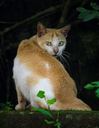 49 - Looker: She Spotted Me