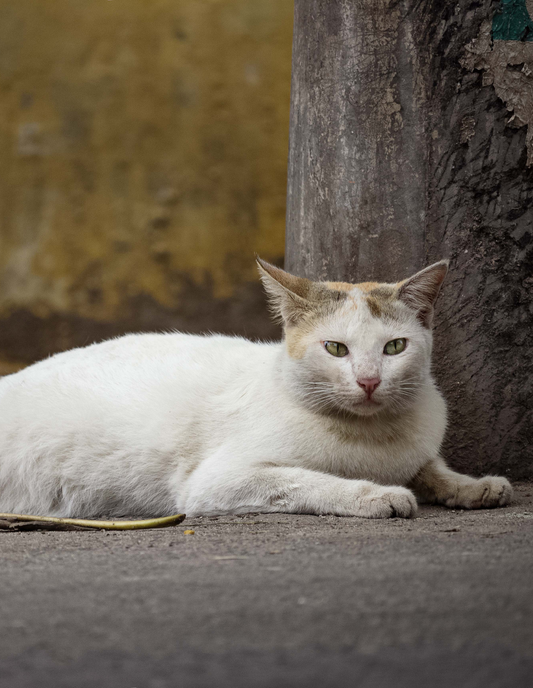 8 - Quincy: The Queen Of The Cats Queendom