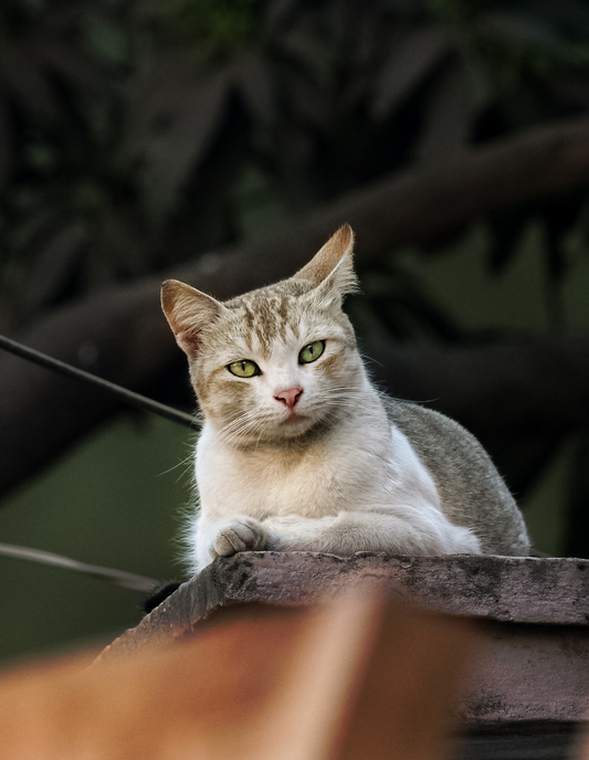 9 - Daneka: The Curious Cat